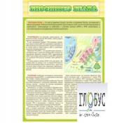Стенд "Биосинтез белка" - «globural.ru» - Клин