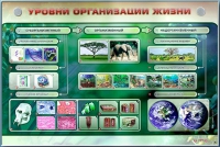 Электрифицированный стенд "Уровни организации жизни" - «globural.ru» - Клин