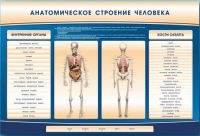 Электрифицированный стенд-тренажер c макетом скелета "Анатомическое строение человека" - «globural.ru» - Клин