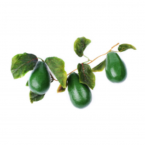 Муляж "Ветка авокадо" - «globural.ru» - Клин