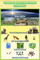 Стенд "Уровни организации живого" - «globural.ru» - Клин