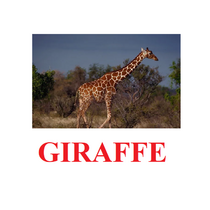 "Wild Animals-1" ("Дикие животные-1") английские карточки Домана - «globural.ru» - Клин