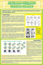 Стенд "Деление клеток митоз, мейоз" - «globural.ru» - Клин
