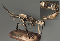 Модель скелета динозавра Tyrannosaurus - «globural.ru» - Клин