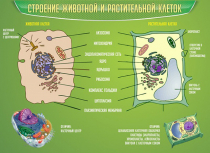 Стенд "Строение животной и растительной клеток" - «globural.ru» - Клин