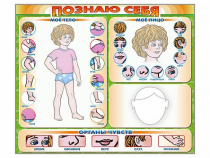 Стенд маркерный "Познаю себя" (тело, голова, органы чувств) - «globural.ru» - Клин