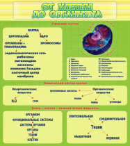 Стенд "От клетки до организма" - «globural.ru» - Клин