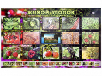 Комплект оборудования "Живой уголок" (растения) с тифлопереводом и сурдокомментариями - «globural.ru» - Клин