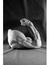 Рука, согнутая в локте - «globural.ru» - Клин