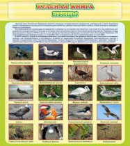Стенд "Красная книга - птицы" - «globural.ru» - Клин