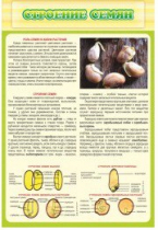 Стенд "Строение семян" - «globural.ru» - Клин