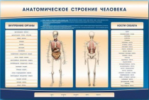 Электрифицированный стенд-тренажер c макетом скелета "Анатомическое строение человека" - «globural.ru» - Клин