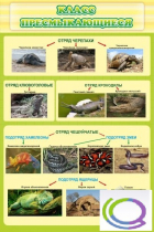 Стенд "Класс пресмыкающиеся" - «globural.ru» - Клин