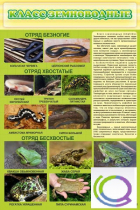 Стенд "Класс земноводные" - «globural.ru» - Клин