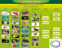 Стенд "Систематика животных" - «globural.ru» - Клин