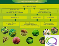 Стенд "Систематика растений" - «globural.ru» - Клин