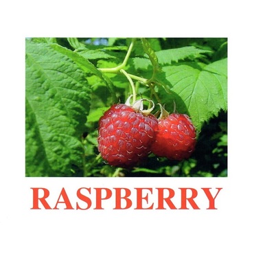 "Berries-1" ("Ягоды-1") английские карточки Домана - «globural.ru» - Клин