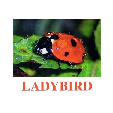 "Insects" ("Насекомые") английские карточки Домана - «globural.ru» - Клин