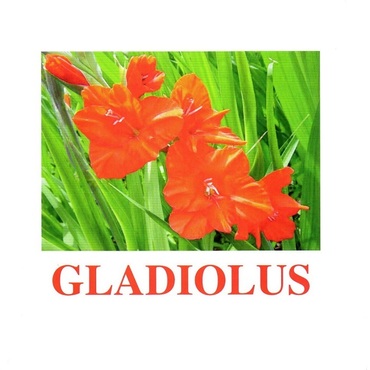 "Flowers-1" ("Цветы-1") английские карточки Домана - «globural.ru» - Клин