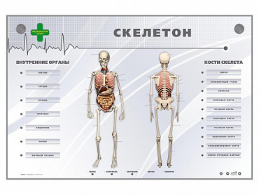 Электрифицированный стенд-тренажер "Скелетон" - «globural.ru» - Клин
