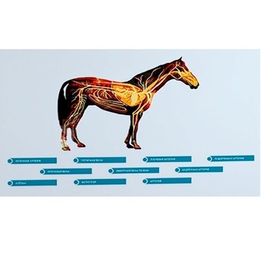 Стенд-планшет светодинамический "Изучение кровеносной системы сельскохозяйственных животных" со сменными панелями - «globural.ru» - Клин