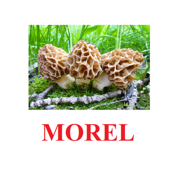 "Mushrooms" ("Грибы") английские карточки Домана - «globural.ru» - Клин