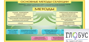 Стенд "Методы селекции и биотехнологии" - «globural.ru» - Клин
