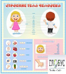 Стенд "Строение человека" для детей - «globural.ru» - Клин
