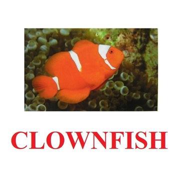 "Fish" ("Рыбы") английские карточки Домана - «globural.ru» - Клин