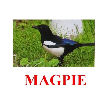 "Birds-2" ("Птицы-2") английские карточки Домана - «globural.ru» - Клин