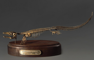Модель скелета мозазавра Mosasaurus - «globural.ru» - Клин