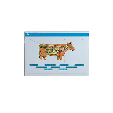 Стенд-планшет светодинамический "Изучение нервной системы сельскохозяйственных животных" со сменными панелями - «globural.ru» - Клин
