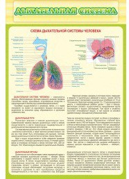 Стенд "Дыхательная система" - «globural.ru» - Клин